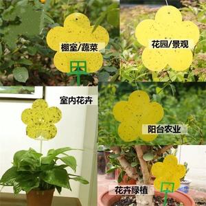 Pièges collants jaunes carton de colle papillon fleur jetable pour l'utilisation de contrôle des mouches intérieures et extérieures - Product Image 6