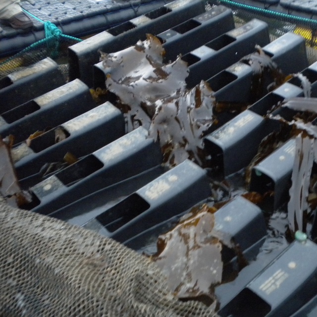 Offshore Aquaculture Fish Cage Farming Net Cages for Sea Cucumber and Abalone