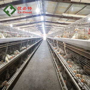 Customized Automatic <strong>Broiler</strong> <strong>Cages</strong> H/A Type 3 Tiers 4 Tiers with Poultry <strong>Breeding</strong> <strong>System</strong>