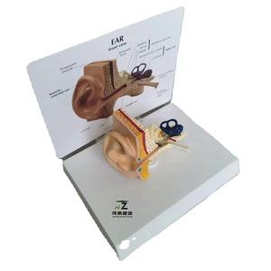 Modelo Anatómico de Oído Humano para Ciencias Médicas, Modelo de Oído Humano Ampliado - Product Image 1