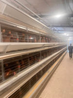 Jaulas para pollos completamente automáticas multicapa tipo H para granja avícola modelo MT marca nueva y superventas de acero galvanizado 128