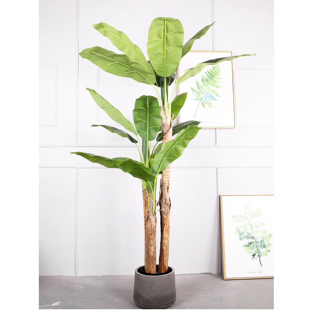 Plátano de tres polos 2M