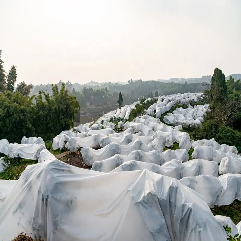 Venta directa de fábrica Material de alta calidad Cubierta de plantas de invierno Árboles frutales y verduras SMS PP Tela no tejida Tela fría