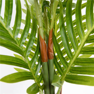 GS03-08001A venta al por mayor, precio de fábrica, ombre kwai de cola de pescado de <span class=keywords><strong>palm</strong></span> <span class=keywords><strong>dypsis</strong></span> lutescens - Product Image 2