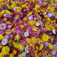 Vente en gros tout-en-un de petites têtes de fleurs séchées naturelles en paille : Chrysanthème et Marguerite pour Noël et la Fête des Mères