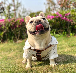 Set Tali Kekang Anjing Mewah dengan Hiasan Bulu, Bahan Nilon, untuk French Bulldog, Schnauzer, Corgi, Chihuahua, Semua Ukuran, Aksesoris Kalung Anjing CH1001 - Product Image 2