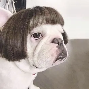Fy Fashion Funny Pet Pruiken Kat Hond Cospaly Rekwisieten Pruiken Tiara Haarstukje Makeover Kleding Dierbenodigdheden