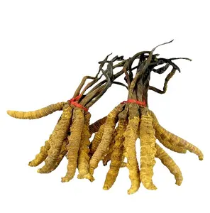 Cordy ceps Sinensis Extrakt/Yarsagumba Extrakt