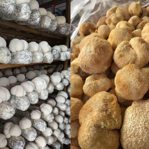 Ekstrak Jamur Shiitake Bubuk AHCC Grosir AHCC 20% 30% 40% 50% Bubuk Jamur Shiitake Polisakarida - Product Image 4