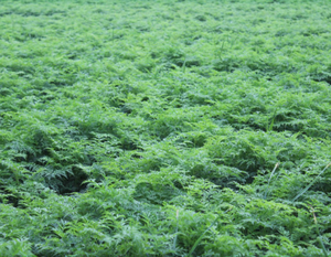 Radice di Ligusticum Chuanxiong Essiccata e Affettata, Erba Rizoma di Ligusticum Wallichii, Radice di <span class=keywords><strong>Lovage</strong></span> del Sichuan in Vendita - Product Image 3