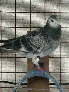 Meest verkochte dierenlabels, vogelbeenringen, duivenpootlabels, kippenlabels, volgsystemen, chip-trackingringen, vogeltrainingsartikelen - Product Image 1