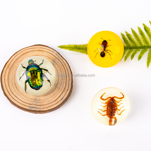 Especímen de Resina de Insecto, Taxidermia de Hormiga, Artesanía de Resina, Pin de Especímen Animal, Regalo de Halloween, Juguete de Resina Epoxi, <span class=keywords><strong>Insectos</strong></span> Taxidermizados - Product Image 6