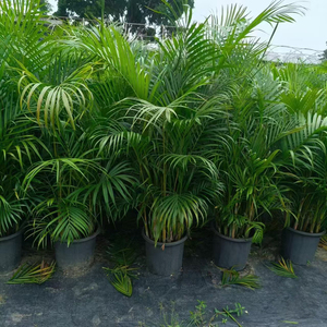 Venta al por mayor de fábrica: Bonsái de palma tropical, árboles de vivero naturales vivos, palma Dypsis <span class=keywords><strong>Lutescens</strong></span> auténtica para decoración de interiores en el hogar u oficina. - Product Image 5