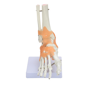 Fournisseur direct d'usine de modèles fonctionnels d'articulations du pied, modèles de pieds pour l'enseignement et la formation des médecins, y compris les ligaments et - Product Image 4