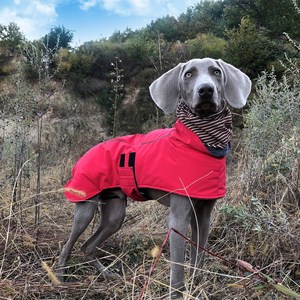 Chaqueta impermeable Whippets <span class=keywords><strong>Ropa</strong></span> de galgos italianos Cuello alto <span class=keywords><strong>Ropa</strong></span> de perro de raza grande - Product Image 4
