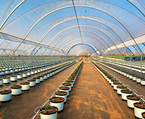 Invernadero Inteligente de Plástico Automatizado Multiusos para Agricultura Moderna, para Cultivo de Arándanos y Siembra de Tomates - Product Image 6