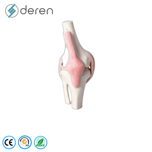 Modelo <span class=keywords><strong>de</strong></span> Articulación <span class=keywords><strong>de</strong></span> <span class=keywords><strong>Rodilla</strong></span> Humana a Tamaño Real con <span class=keywords><strong>Ligamentos</strong></span> Elásticos, Material <span class=keywords><strong>de</strong></span> PVC, Anatomía Funcional para Enseñanza Médica - Product Image 1
