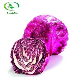 Ekstrak tanaman murni 100% kualitas tinggi ODM/OEM 5% ekstrak bubuk kubis merah 10:1 Anthocyanin - Product Image 4