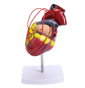 Modelo de enseñanza y entrenamiento médico-Modelo de anatomía cardíaca - Product Image 1