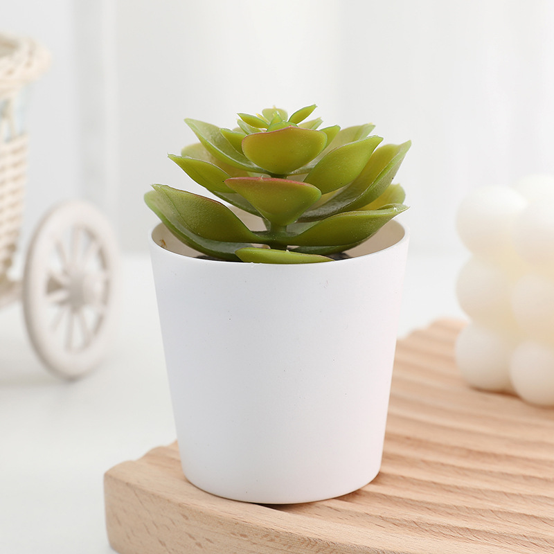 Echeveria Green Style
