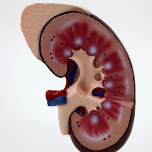Modèle de rein avec démonstration du pancréas, instrument biologique, hôpital, recherche humaine, école, aides pédagogiques pour étudiants - Product Image 2