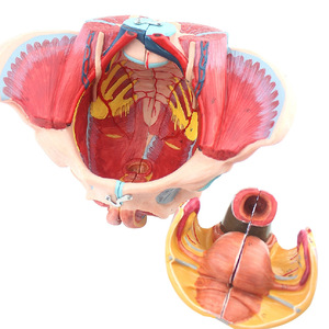 Modelo de Pelve Feminina Humana, Anatomia da Pelve com Músculos do Assoalho Pélvico, 4 Componentes - Product Image 5