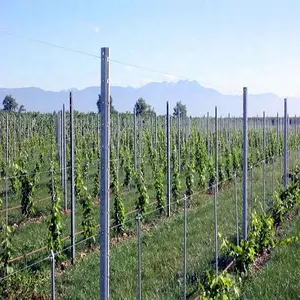 Vine Plants Vineyard Grape Stake Metal Vineyard Y/T Trellis Post