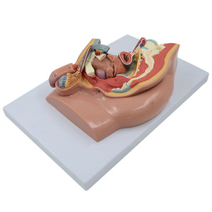 Modelo de perfil de entrepierna del cuerpo humano, modelo anatómico humano, modelo médico - Product Image 4