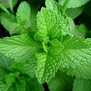 Extracto de plantas Mentha <span class=keywords><strong>Viridis</strong></span>, extracto en polvo de Mentha <span class=keywords><strong>Viridis</strong></span>, venta Global - Product Image 3