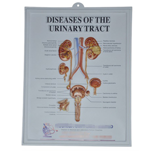 Tableau de voyage éducatif 3D, breloques murales anatomiques en plastique - Product Image 1