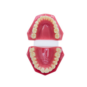 Modèle dentaire orthodontique pour bébé, modèle pédagogique de soins bucco-dentaires, modèle dentaire réparateur, modèle oral détachable - Product Image 2