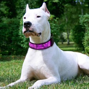 Collar LED para Mascotas con Control por Aplicación, Impermeable, Recargable por USB, de Nailon, con Luz Intermitente - Product Image 4