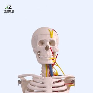 Modelo de Cinturón Óseo Humano de Alta Calidad de 85 CM, Modelo Cardiovascular para Entrenamiento Médico - Product Image 6