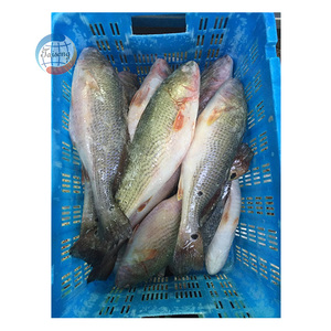 กลอง<span class=keywords><strong>ปลา</strong></span>กลมสีแดงแช่แข็งทั้งตัวจากประเทศจีน - Product Image 5