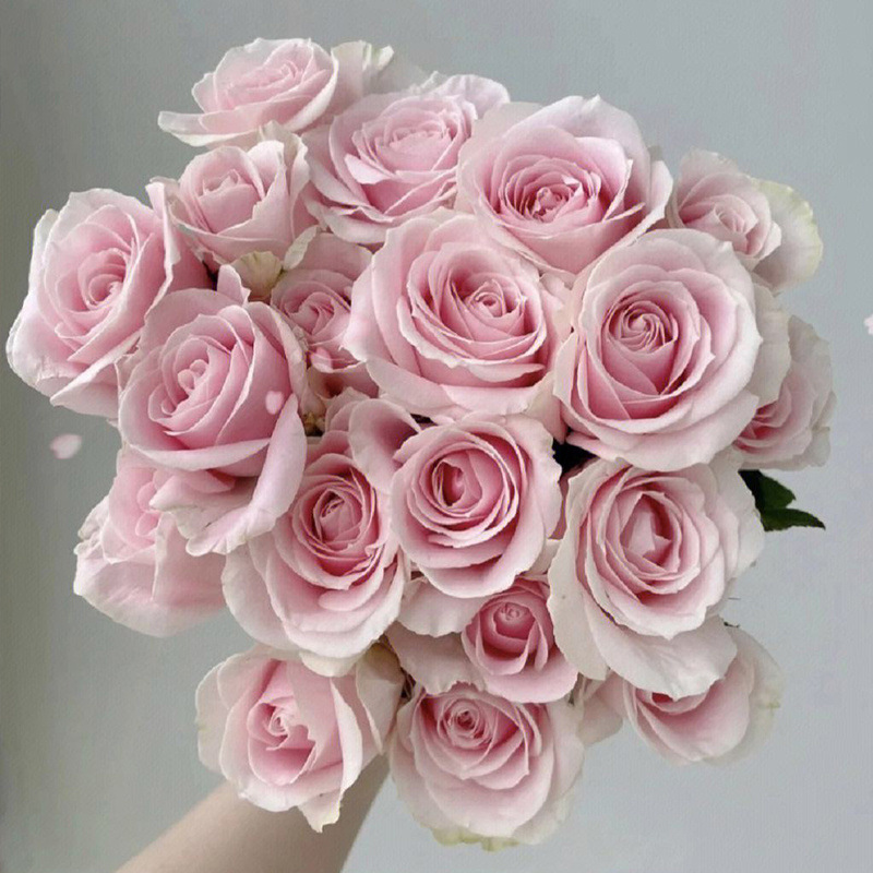 20 selected pink roses of c-d grade