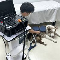 Appareil de thérapie PEMF vétérinaire de haute qualité et pratique, améliore l'élasticité musculaire, appareil PEMF pour clinique vétérinaire