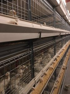 <span class=keywords><strong>Grossiste</strong></span> Design Cage pour poules pondeuses en batterie Poulailler pour poules pondeuses Ferme avicole Cages pour poulets - Product Image 4