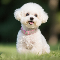 Collier d'été tendance pour animaux de compagnie avec design couronne diamantée, collier durable en cuir PU pour chiens et chats, vente en gros