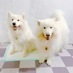 Giá Thấp Pet Tã Phụ Kiện Dùng Một Lần Nhà Vệ Sinh Mat Tã Pet Đào Tạo Pad Cho Chó Và Con Chó Con - Product Image 4