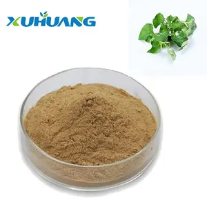 GMP Standard Excellent Quality Cordate houttuynia Extract Powder