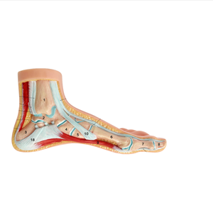 ADA A349-1 Mannequin d'apprentissage de la forme normale du pied grandeur nature de haute qualité pour étudiants en médecine et formation en sciences médicales Fabriqué à Shanghai - Product Image 1