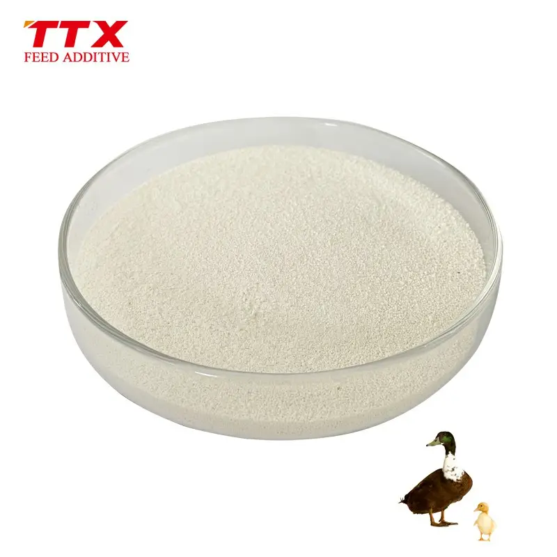 Tiêu hóa Enzyme phytase Enzyme thức ăn lớp