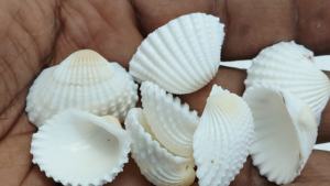 Conchas Octogonales Blancas Naturales Hechas a Mano para Joyería de Belleza Oceánica, Seleccionadas Cuidadosamente y Empaquetadas en Caja, Marca Conifer, Modelo 4678995 - Product Image 2