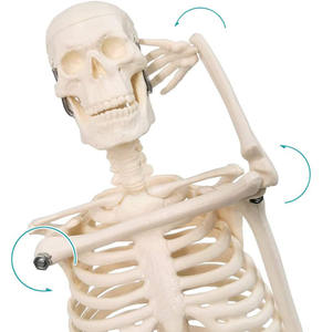 45Cm <span class=keywords><strong>Model</strong></span> Kerangka Manusia <span class=keywords><strong>Model</strong></span> Anatomi Sumber Daya Pengajaran Sains Medis - Product Image 2