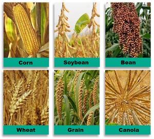 Desgranadora de Maíz Móvil a Diésel de Alta Resistencia para Plantas de Procesamiento de Alimentos para Granjas a Gran Escala - Product Image 3