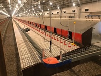 Système d'alimentation automatique pour volailles à chaîne, mangeoire à volailles à chaîne, système d'élevage au sol automatique pour poulets reproducteurs