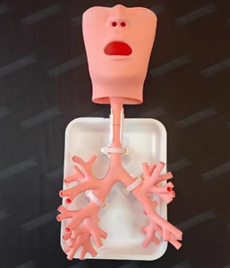 Simulador de Entrenamiento de Broncoscopio, Modelo de Árbol Bronquial Humano para Entrenamiento Médico Respiratorio - Product Image 1