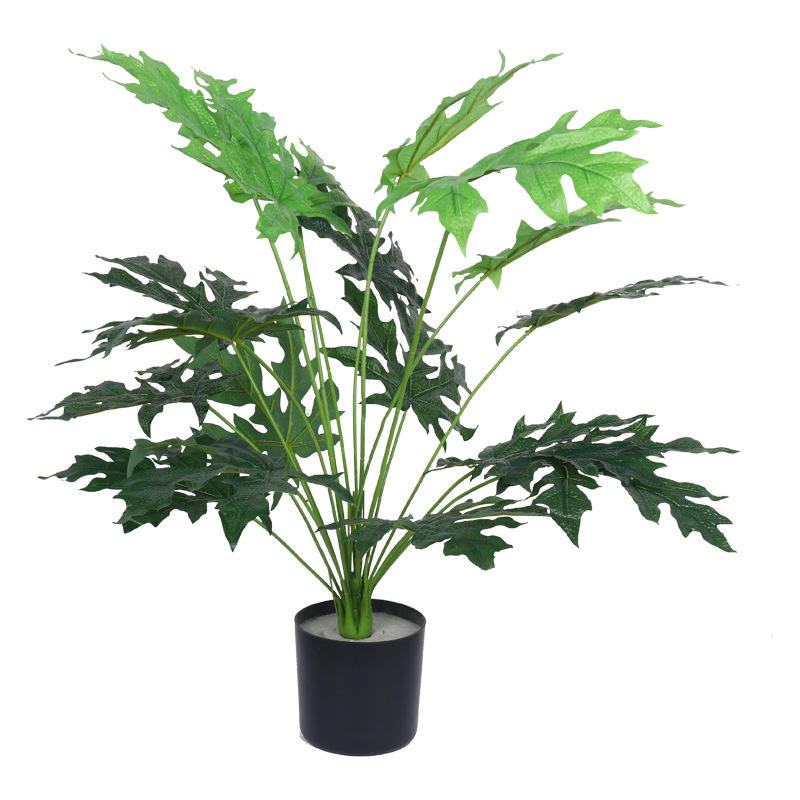 Nouvelle feuille de papaye de haute qualité en pot 70cm