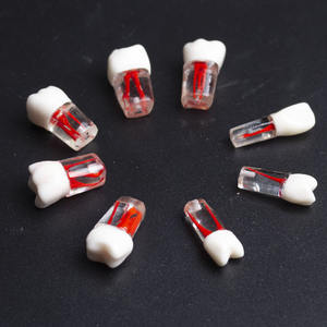 Root Canal Tooth Model for Exam Practice Resin Tooth Extracted Pulp Chamber Opening Particle <b>Oral</b> <b>Therapy</b> <b>Equipment</b> <b>Accessory</b> - Product Image 4