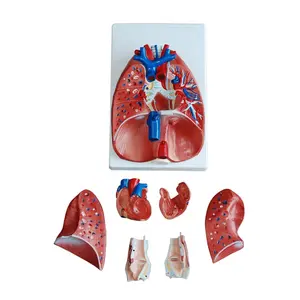 Larynx, दिल और फेफड़ों मॉडल फेफड़ों शरीर रचना विज्ञान मॉडल श्वसन प्रणाली संरचना मानव आंतरिक अंग मॉडल